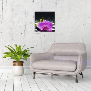 Kvet orchidey - obraz (Obraz 30x30cm)