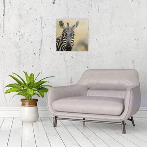 Zebra - obraz (Obraz 30x30cm)