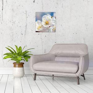 Kvet čerešne - obraz (Obraz 30x30cm)