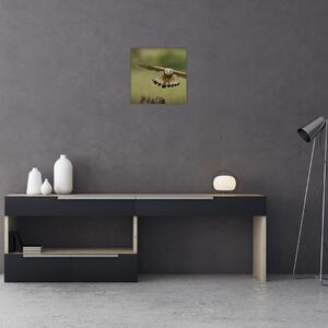 Orel - obraz (Obraz 30x30cm)