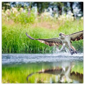 Fotka loviaceho orla - obraz (Obraz 30x30cm)