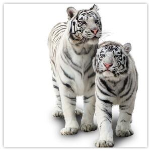 Tiger biely - obraz (Obraz 30x30cm)