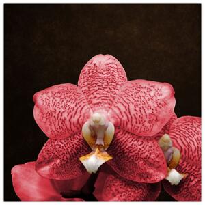 Ružová orchidea - obraz (Obraz 30x30cm)