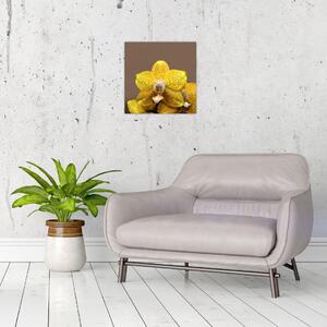 Žltá orchidea - obraz (Obraz 30x30cm)