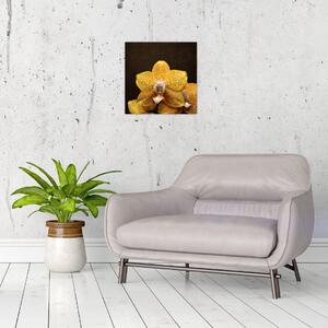 Obraz orchidey (Obraz 30x30cm)