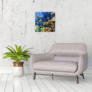 Podmorský svet - obraz (Obraz 30x30cm)