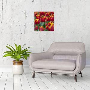 Tulipánové polia - obraz (Obraz 30x30cm)