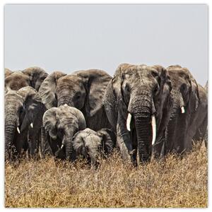 Stádo slonov - obraz (Obraz 30x30cm)
