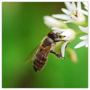 Fotka včely - obraz (Obraz 30x30cm)
