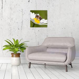Včela na sedmokráske - obraz (Obraz 30x30cm)
