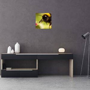 Včela - obraz (Obraz 30x30cm)