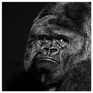 Obraz opice (Obraz 30x30cm)
