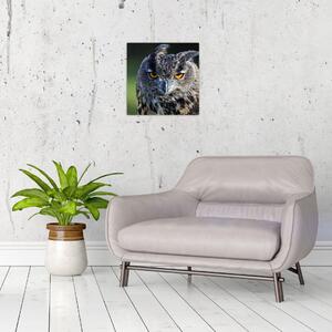 Sova - obraz (Obraz 30x30cm)