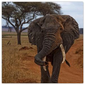 Obraz slona (Obraz 30x30cm)