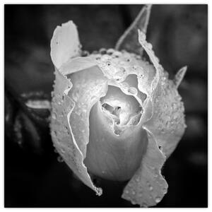 Obraz čiernobiele ruže (Obraz 30x30cm)