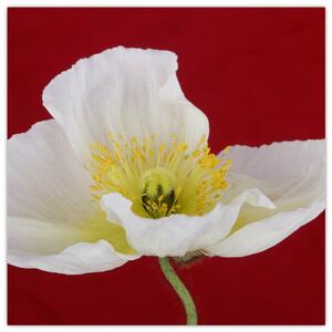 Obraz kvetu (Obraz 30x30cm)