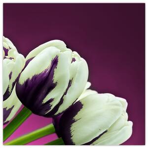 Makro tulipánov - obraz (Obraz 30x30cm)