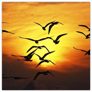 Obraz letiacich vtákov (Obraz 30x30cm)