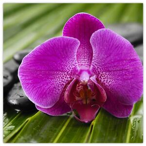 Orchidea - obraz (Obraz 30x30cm)