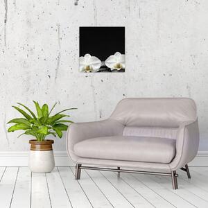 Orchidey - obraz (Obraz 30x30cm)
