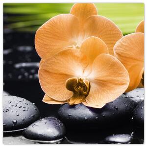 Kvet orchidey - moderný obraz (Obraz 30x30cm)