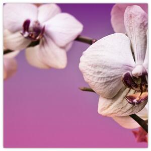 Moderné obrazy - orchidea (Obraz 30x30cm)