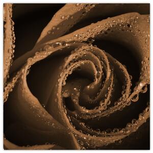 Detail ruže - obraz (Obraz 30x30cm)