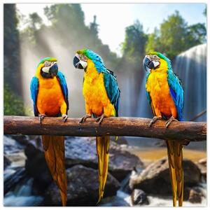 Obraz - papagáje (Obraz 30x30cm)