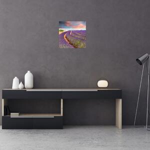 Levanduľové polia - obraz (Obraz 30x30cm)