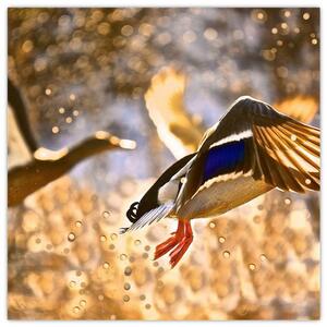 Letiaci kačice - obraz (Obraz 30x30cm)