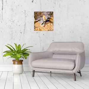 Letiaci kačice - obraz (Obraz 30x30cm)
