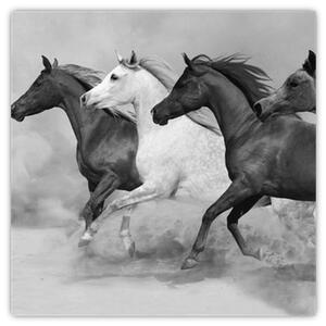 Obraz cválajúci koňov (Obraz 30x30cm)