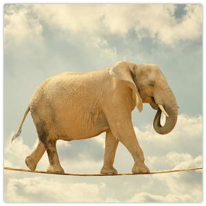 Slon na lane, obraz (Obraz 30x30cm)