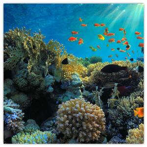 Obraz podmorského sveta (Obraz 30x30cm)