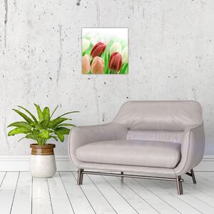 Tulipány, obraz (Obraz 30x30cm)