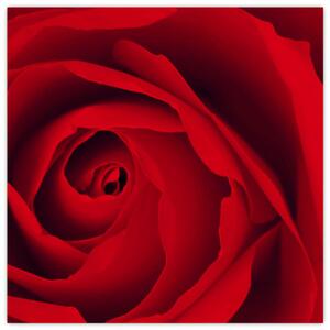 Detail červené ruže - obraz (Obraz 30x30cm)