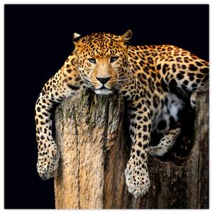 Leopard, obraz (Obraz 30x30cm)