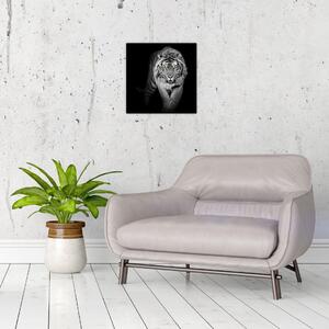 Tiger čiernobiely, obraz (Obraz 30x30cm)