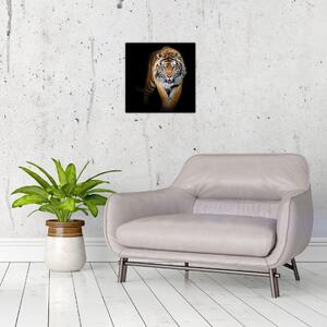 Tiger, obraz (Obraz 30x30cm)