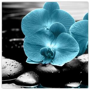 Obraz orchidey (Obraz 30x30cm)