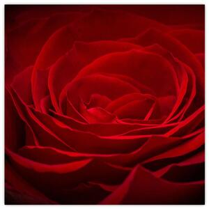 Makro ruža - obraz (Obraz 30x30cm)
