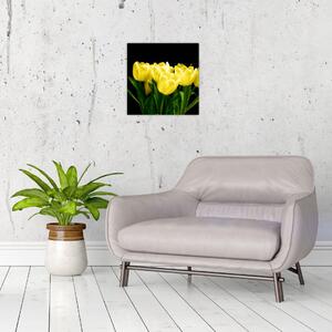 Tulipány - obraz (Obraz 30x30cm)