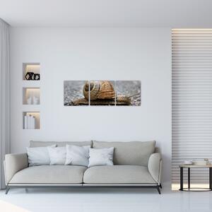 Ulita slimáka, obraz na stenu (Obraz 90x30cm)