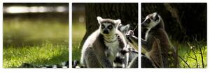 Obraz lemurov (Obraz 90x30cm)