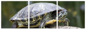 Obraz suchozemské korytnačky (Obraz 90x30cm)