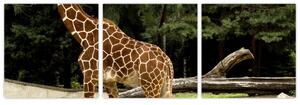 Obraz žirafy (Obraz 90x30cm)
