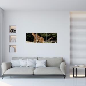 Obraz žirafy (Obraz 90x30cm)