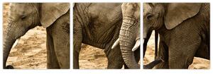 Slon, obraz (Obraz 90x30cm)