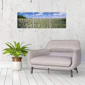 Pole pšenice - obraz (Obraz 90x30cm)