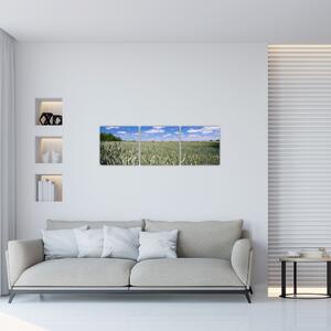 Pole pšenice - obraz (Obraz 90x30cm)